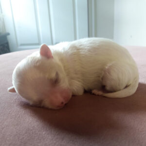 Male maltipoo puppy